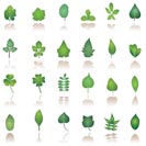 tree leafs and nature icons - vector icon set