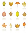 different kinds of tree leaf icons - vector icon set