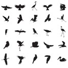 different kind of Bird -  vector illustrations