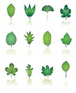 tree leafs and nature icons - vector icon set