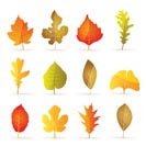 different kinds of tree autumn leaf icons - vector icon set