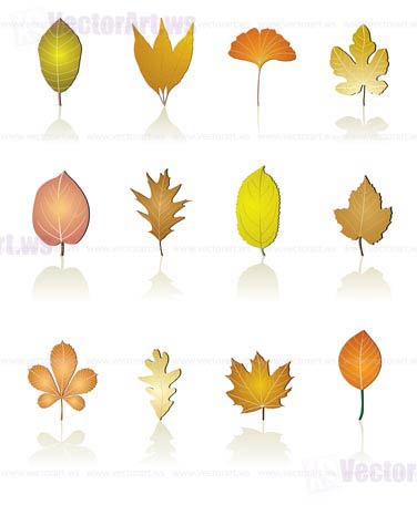 different kinds of tree leaf icons - vector icon set