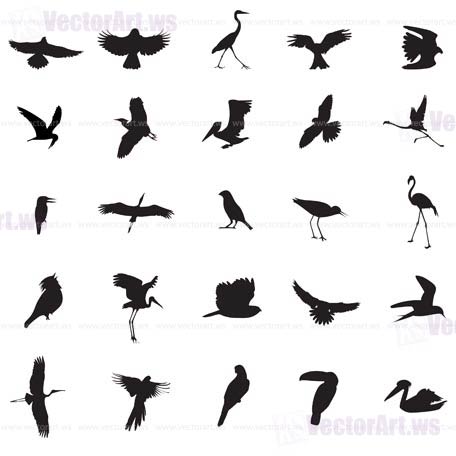 different kind of Bird -  vector illustrations